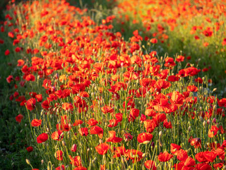 Flowers Red poppies blossom on wild field. Beautiful field red poppies with selective focus. Red poppies in soft light.の写真素材