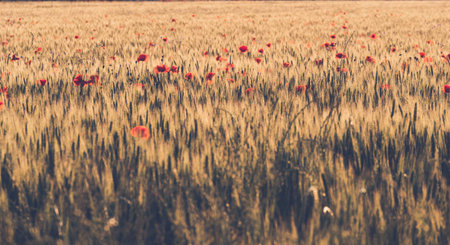 Agricultural grain field with red poppies during sunset.