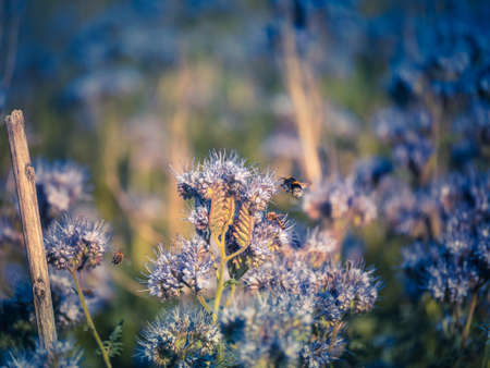 Flying honey bee collecting pollen at purple flower. Bee flying over the yellow flower in blur backgroundの写真素材