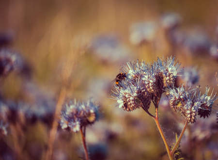 Flying honey bee collecting pollen at purple flower. Bee flying over the yellow flower in blur backgroundの写真素材