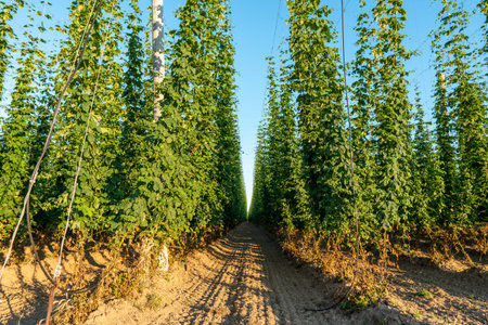 Green hops field. Fully grown hop bines. Hops field in Bavaria Germany. Hops are main ingredients in...