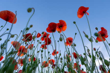 Flowers Red poppies blossom on wild field. Beautiful field red poppies with selective focus. Red poppies in soft light.の写真素材