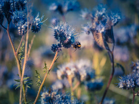 Flying honey bee collecting pollen at purple flower. Bee flying over the yellow flower in blur backgroundの写真素材
