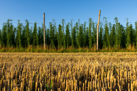 Green hops field. Fully grown hop bines. Hops field in Bavaria Germany. Hops are main ingredients in...