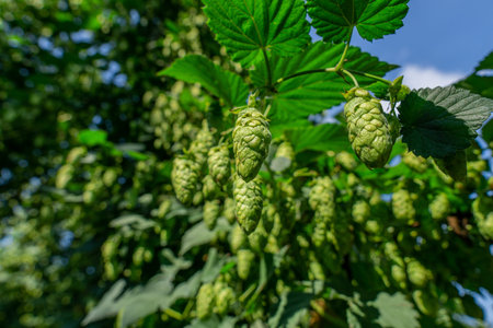 Green fresh hop cones for making beer and bread closeup, agricultural background