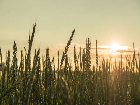 Wheat field. Ears of golden wheat close up. Rural Scenery during Shining sunset. close-upの写真素材