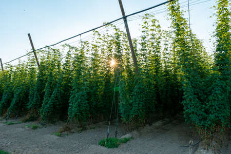 Green hops field. Fully grown hop bines. Hops field in Bavaria Germany. Hops are main ingredients in Beer production.の写真素材