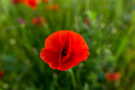 Top down close up view on red poppy flower. Remembrance dayの写真素材