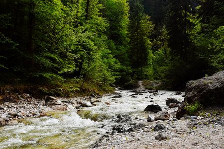 Spring in the forest.  Fresh green trees , stream in the mountains. Hiking and relaxing in Bavaria Alps, Bavaria, Germany, Europe.の写真素材