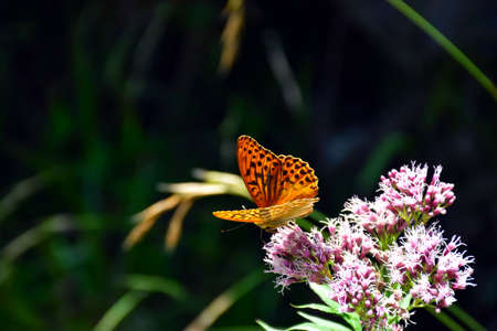 Spring in the forest. Close up, artistic macro image. Butterfly (emperor cloak) on a green foliage background in a fairy garden. Garmisch-Partenkirchen, Bavaria Alps, Bavaria, Germanyの写真素材
