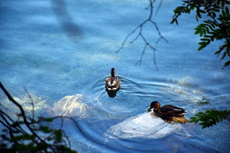 Wildente am See. Sommertag, Schwimmen und baden in Blaues Kristallklares Wasser. Bayern, Bavaria, Deutschland, Europe.の写真素材