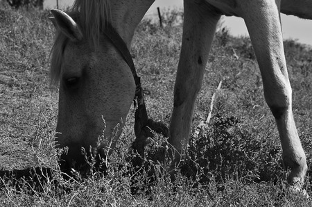 White horse grazing in a field near the river. Black and white photo. Horizontal photo. Head of horseの写真素材