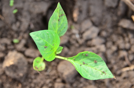 The plant sprouts through the earth. Macro photographyの写真素材