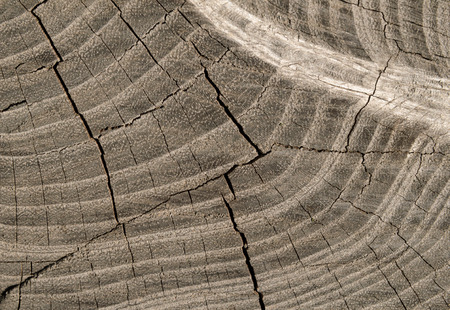 Cracks on the stump, cut wood texture, neutral colorの写真素材