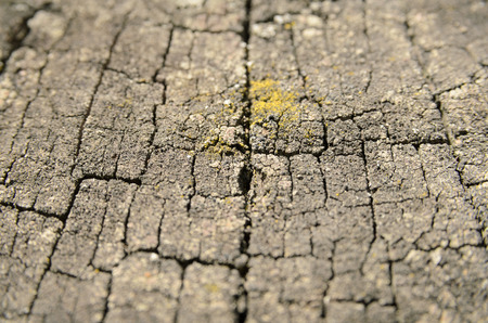 Texture cracked hemp, vertical lines along the patternの写真素材