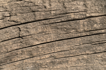 Slice of a wooden board of neutral color, horizontal backgroundの写真素材