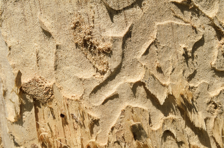 Texture of a tree yellow color, beautiful backgroundの写真素材