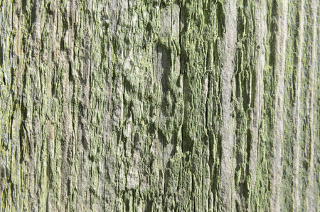 Texture of cut tree board with green paint vertical lines with knots and patternsの写真素材