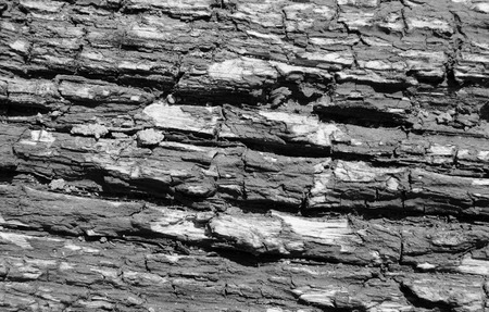 Wood texture with old paint is gray, horizontal lines, backgroundの写真素材