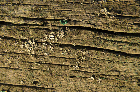 Wood texture green tint, old woodの写真素材