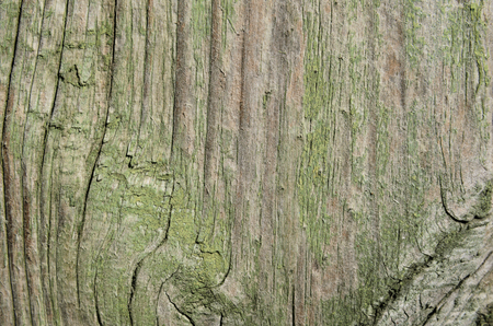 Texture of cut tree board with green paint vertical lines with knots and patternsの写真素材