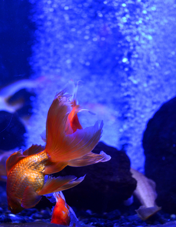 The aquarium goldfish floats deep down to the stones. Blue background, vertical photo, air bubblesの写真素材