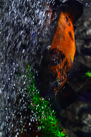 A colored aquarium floats near stones and algae, floating down. Blue background, vertical photo, air bubblesの写真素材