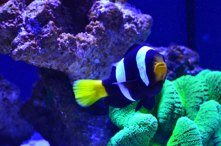 Striped fish floating around algae and stones. Blue background, horizontal photoの写真素材