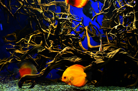 Orange with white diskus fish swims deep near the algae and branches. Horizontal photo, blue backgroundの写真素材