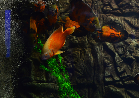 Aquarium fish float in an aquarium near stones and algae. Blue background, horizontal photo, air bubblesの写真素材