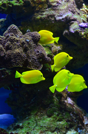 A bunch of yellow fish floats near stones and algae. Vertical photo