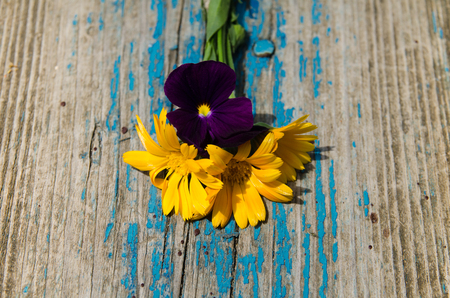 Fresh calendula flowers and violets in the heart on old wooden board painted with blue paint which flakes, textureの写真素材