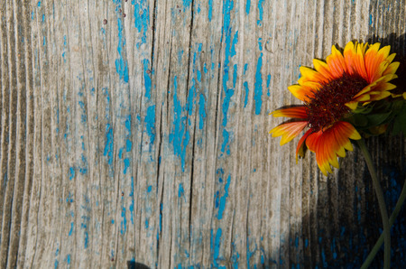 Lonely, beautiful flower on an old wooden board, texture, wallpaperの写真素材
