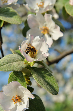 The bee sits on the inflorescence of the tree. In the frame the branch and other flowersの写真素材