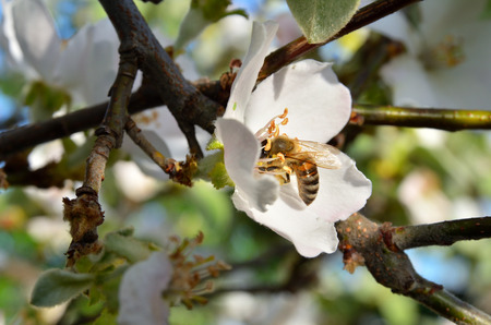 A branch with a flower in which the bee sits. Beautiful color photoの写真素材