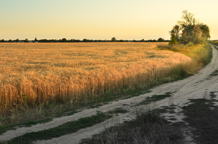 The path between the fields under the sunset. Gold steaks of barleyの写真素材