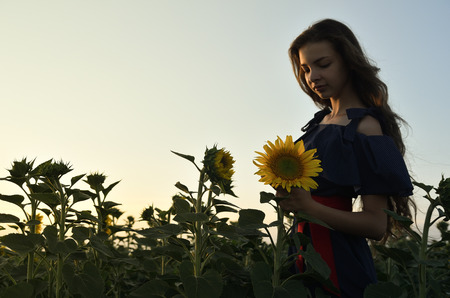 A young woman stands among the fields of sunflowers, holds sunflower in her hand, looks down. Dressed in a dress, split hair. Sunsetの写真素材