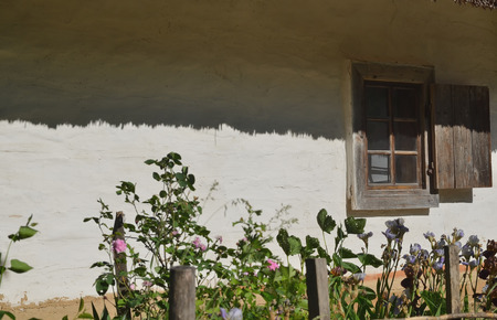 The wall of a white clay Ukrainian house with a window, next to the bushes of rosesの写真素材