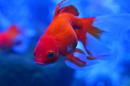 Red (golden) fish in water behind stones and algae, photo close-up.の写真素材
