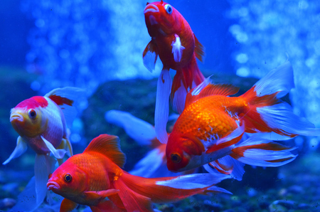 Four red (golden) fish in the water behind the stones and algae, close-up photos.の写真素材