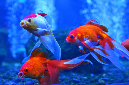 Three red (golden) fish in the water behind the stones, bubbles and algae, close-up photos.の写真素材