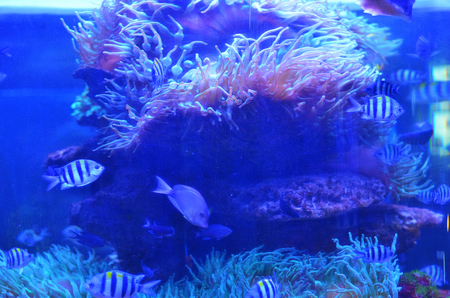 Little fish float around a stone covered with moss and coralの写真素材