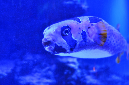 Great fun fish with an open mouth floating past stones and algaeの写真素材