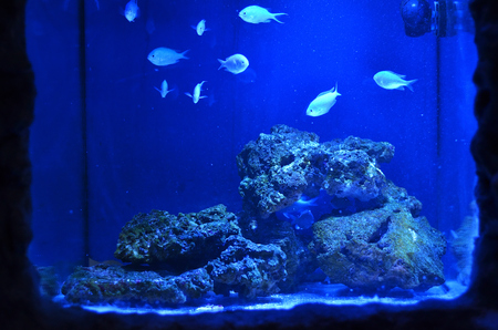 Small silvery fish float around the stones in a large aquariumの写真素材