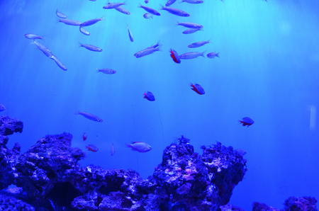 Small silvery fish float in the water around the stonesの写真素材