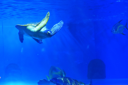 A large sea turtle floats among the fish in pure blue waterの写真素材
