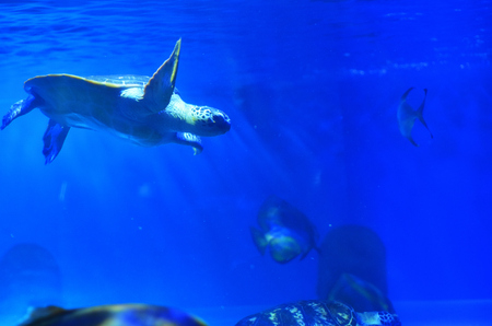 A large turtle floats in blue clear water in an aquariumの写真素材