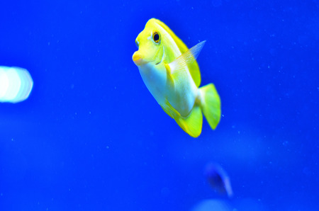 A bright yellow fish in pure blue water floats upwardsの写真素材