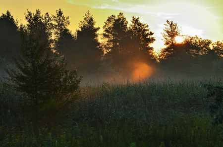 Forest under the morning sunlight, red sky. Grass and trees in the fogの写真素材
