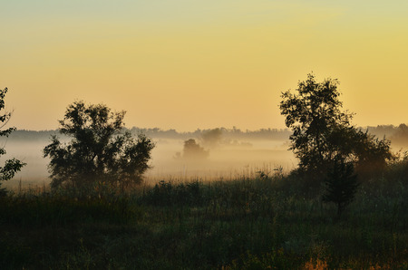 A thick fog in the meadow between the forest, covering trees and grassの写真素材